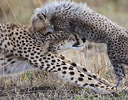 Female cheetah baby cub playing, Masai Mara Reserve, Kenya Africa