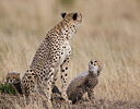 Cheetah with babies, Masai Mara Reserve, Kenya Africa