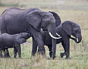 Nursing baby Elephant, Masai Mara Reserve, Kenya Africa
