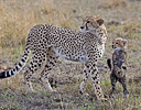 Mother Cheetah with playful cub, Masai Mara Reserve, Kenya Africa