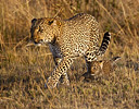 Leopard mother and baby, Masai Mara Reserve, Kenya Africa