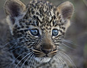 Portrait of baby Leopard, Masai Mara Reserve, Kenya Africa