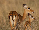 Mother Impala with baby, Masai Mara Reserve, Kenya Africa