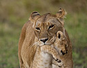 Lioness carry baby in her mouth, Masai Mara Reserve, Kenya Africa
