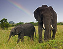 Elephant with young and Rainbow, Masai Mara Reserve Kenya