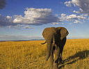 Bull Elephant Masai Mara Reserve Kenya