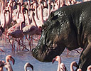 Hippo walking through flock of Flamingos Lake Nakuru N.P., Kenya