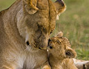 Lioness with young, Masai Mara Reserve Kenya