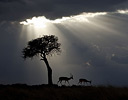 composite, Impala silhouetted against lone tree, Masai Mara Reserve Kenya Africa