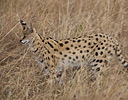 Serval Cat, Masai Mara Reserve Kenya, Africa