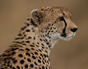 Portrait of a Cheetah, Masai Mara Reserve Kenya, Africa