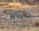 Leopard mornings first light, Masai Mara Reserve Kenya, Africa