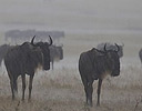 Wildebeest in Rain Storm, Masai Mara Reserve Kenya, Africa