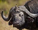 African Buffalo and Oxpecker on horns, Masai Mara Reserve Kenya, Africa