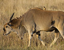 Male Eland, Masai Mara Reserve Kenya, Africa
