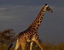 Giraffe in morning light, Masai Mara Reserve Kenya, Africa