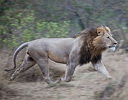 Male Lion Masai Mara Reserve Kenya, Africa