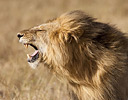 Male Lion Masai Mara Reserve Kenya, Africa