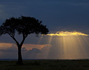 Evening light on lone tree on Savannah Masai Mara Reserve Kenya, Africa