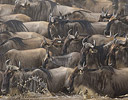 Wildebeest crossing the Mara River, Migration time Masai Mara Reserve Kenya