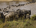 Wildebeest crossing the Mara River, Migration time Masai Mara Reserve Kenya