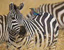 Common Zebra with Lilac-breasted Roller on back Masai Mara Reserve Kenya