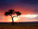 Passing Storm Sunset Silhouetted Tree Masai Mara Reserve, Kenya