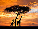 (digital) Silhouetted Giraffes and lone tree Sunset Masai Mara Reserve, Kenya