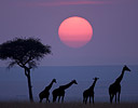 (digital) Silhouetted Giraffes and lone tree Sunset Masai Mara Reserve, Kenya