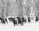 Herd of Horses Wintertime Hideout Ranch, Shell WY