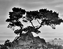 Cypress tree Crescent City, CA.