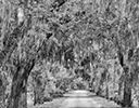 Gravel Road with overhanging Oak trees with Spanish Moss new Savannah, Georgia