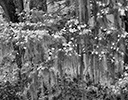 Oak, Spanish Moss, Dogwoods in bloom, Savannah Georgia