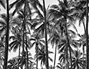 Palm trees Kauai, Hawaii