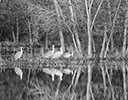 Sandhill Cranes reflected in water Bosque Del Apache, N.M.