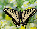 Male Western Tiger Swallowtail