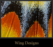 Wingdesign