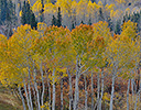 Aspen grove fall colors near Telluride, CO