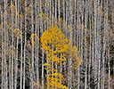 Aspen grove fall colors near Aspen, CO