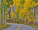 Fall Color Aspens and curved road near Aspen, CO