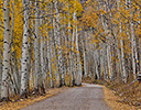 Gravel Road Ohio Pass Colorado Fall Colored Aspens