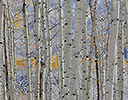 Rocky Mountains aspen grove autumn snows Keebler Pass Colorado