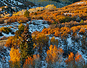 Dallas Mountain and San Juan Mountain Range, Colorado, Autumn colors and aspens glowing gold.