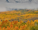 Fog lifting Ohio Pass Colorado during peak fall color