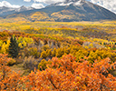 Autumn colors on Oak and Aspens just to the west of Keebler Pass, Colorado