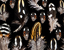 Black Francolin Feather Design
