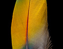 Scarlet Macaw Feather Design