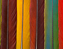 Panorama Macaw Tail Feathers