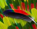 Amazon Parrot Wing Feather Design