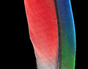 Blue Headed Parrot feather design